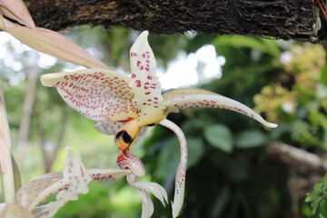 Orchid Flowers , flores de orquidea 