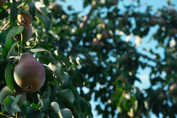 Unripe red pears Young tree Ripe fruit harvest hang on green branches against the blue sky