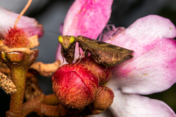 macro mantis in a flower
