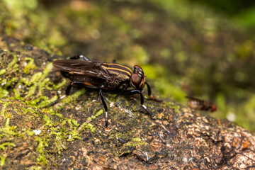 fly layed in a tree macro insects