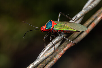 coloured macro bug in a wire costa rica