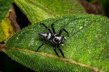 Jumping spider in a leaf costa rica