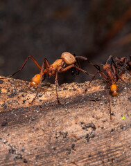 army ants Eciton hunting costa rica