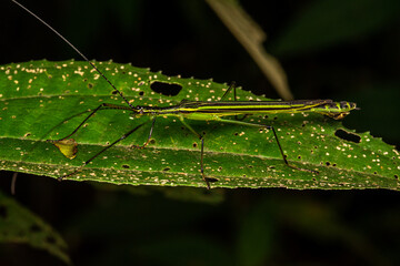 stick insect macro in a leaf