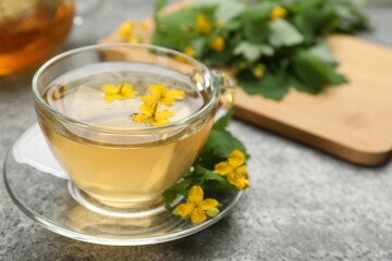 Glass cup of aromatic celandine tea and flowers on grey table, closeup. Space for text