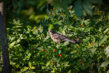 American robin (Turdus migratorius) , young bird on a tree