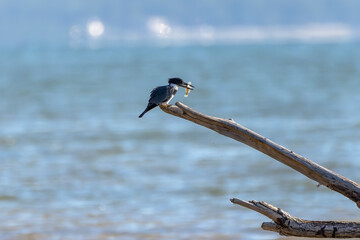 The belted kingfisher (Megaceryle alcyon) Migration bird native to North America. The kingfisher is often seen perched on trees, posts, or other convenient vantage points near the water.
