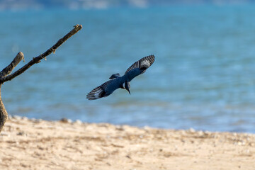 The belted kingfisher (Megaceryle alcyon) Migration bird native to North America. The kingfisher is often seen perched on trees, posts, or other convenient vantage points near the water.