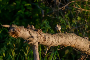 The spotted sandpiper (Actitis macularius) Non-breeding plumage
