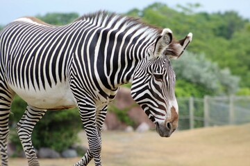 Fototapeta na wymiar Zebra Walking In The Zoo