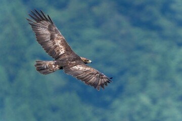 グリーンバックに獲物を探して悠然と飛ぶ若いイヌワシ