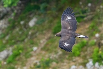 獲物を探しながら飛ぶイヌワシの幼鳥
