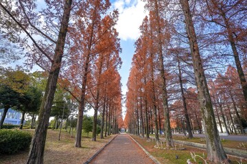青空バックに見るメタセコイア並木の黄葉＠大阪