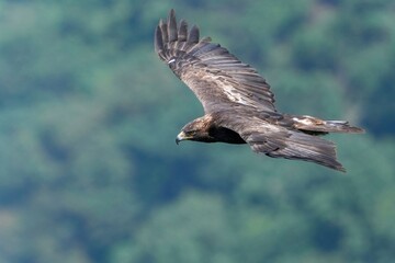 グリーンバックに獲物を探して悠然と飛ぶ若いイヌワシ