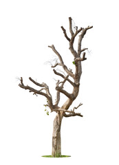 Dead tree with clipping path isolated on white background.