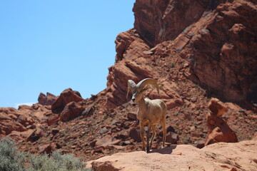 Bighorn Sheep in Valley of Fire State Park
