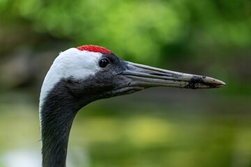 Selective focus shot of a red crowned crane bird face