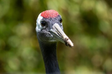 Selective focus shot of a red crowned crane bird face