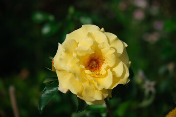 Bright yellow rose in summer garden green leafs background