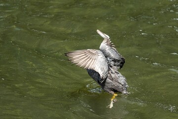 Eurasian coot flying over the lake with paws in the water