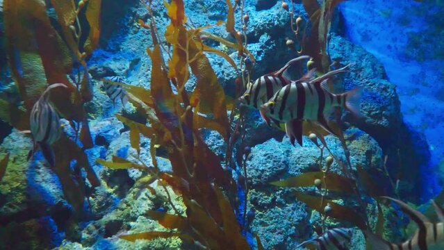 The old wife, also known as Enoplosus Armatus, is a type of perciform fish that was found swimming alongside other fish in the aquarium of Singapore.