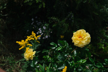 Bright yellow rose in summer garden green leafs background