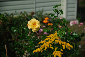 Bright yellow rose in summer garden green leafs background