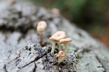 Closeup of mushrooms growing on a tree trunk