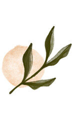 Bay leaves illustration