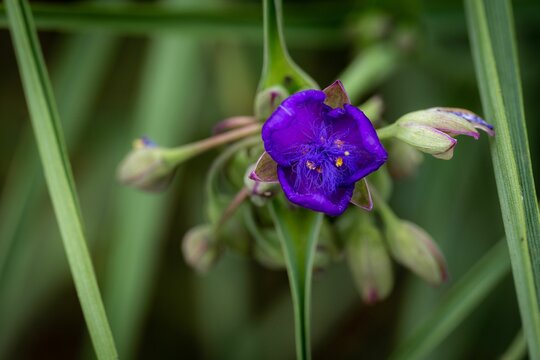 Closeup of a Virginia spiderwort growing on a green background