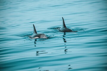 Dolphin's dorsal fins coming out of the blue water