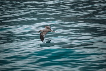 View of Streaked Shearwater (Calonectris leucomelas) in soaring over sea surface in summer day.