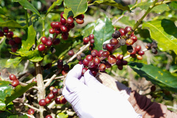 Plantation red coffee bean farmer hands ripe harvest in Garden farm. Close up hand harvesting green red yellow bean Robusta arabica Coffee berries leaf tree Plant in Brazil Ethiopia Vietnam Country