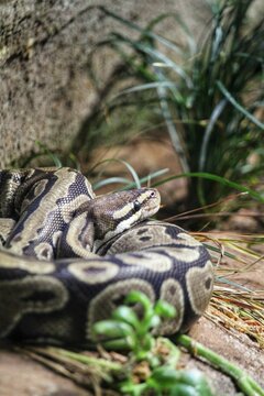 Vertical view of a ball python on the stone by the plants