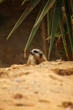 Vertical view of a meerkat on the soil by the plant