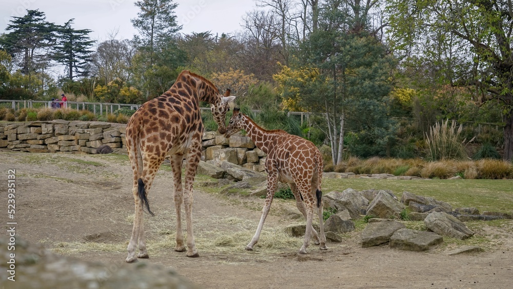 Canvas Prints Animals in captivity Dublin Irel