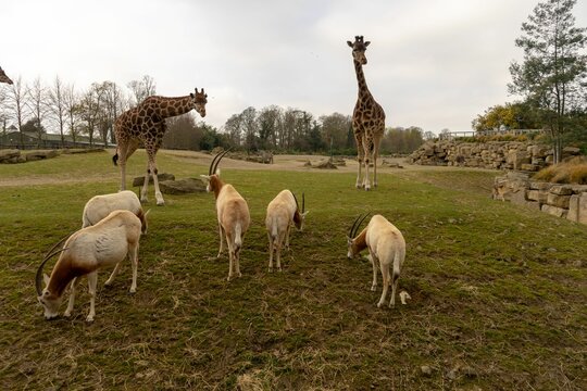 Animals in captivity Dublin Irel