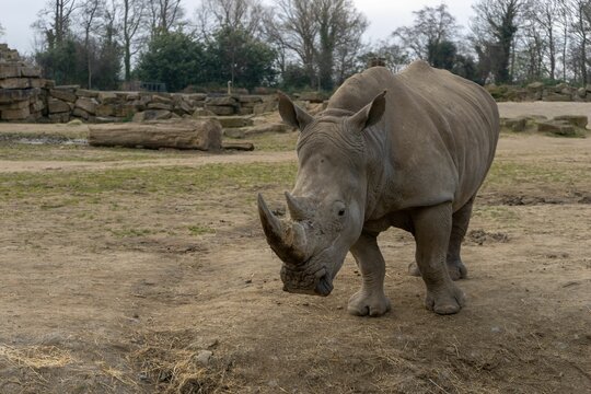 Animals in captivity Dublin Irel