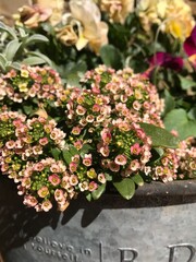 flower in the garden