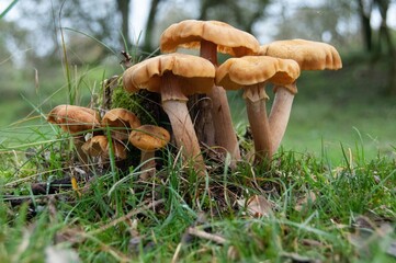 Honey agaric mushrooms growing in the Amsterdamse Waterleidingduinen nature preserve, Netherlands