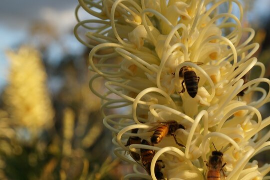 Closeup Shot Of Bees On Grevillea, An Australian Native Tree