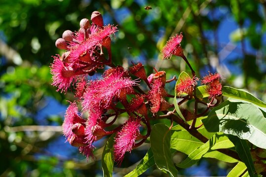 Closeup Shot Of The Flowering Gum Tree, Australia