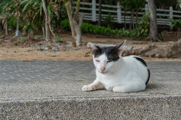 A black and white cat lies on the road with its eyes closed.