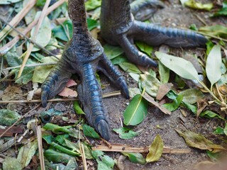 A closeup image of  an Emu's feet with thick scaley skin and sharp powerful claws.
