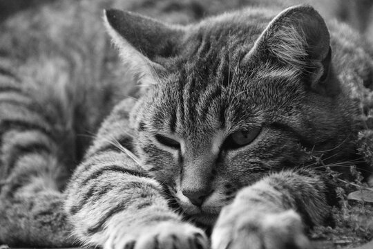 Closeup grayscale view of a lovely cat lying on the ground