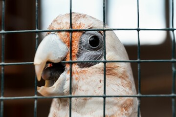 Closeup of Corella biting the mesh wire fence in the zoo with big curved beak