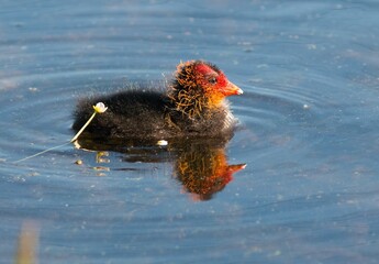 Closeup shot of a little Eurasian coot in the water