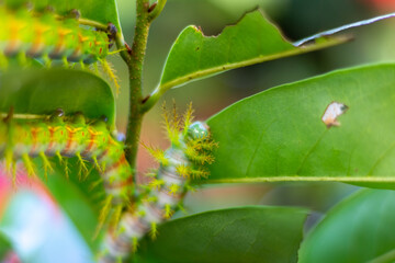 caterpillar on a leaf