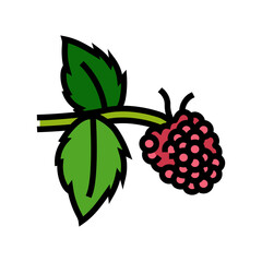 sweet raspberry fruit color icon vector illustration