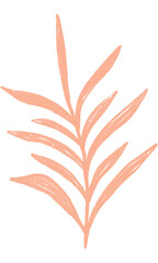 plant isolated on white background